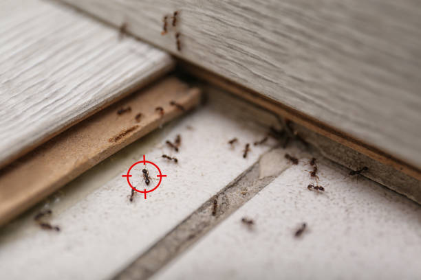 Best Best Pest Control Companies  in Omaha, TX