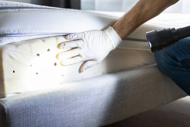 Best Flea Control Services  in Omaha, TX